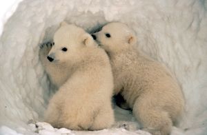 In just a few generations, polar bear genes have been creeping northward, to where the ice is. (U.S. Fish & Wildlife Service)
