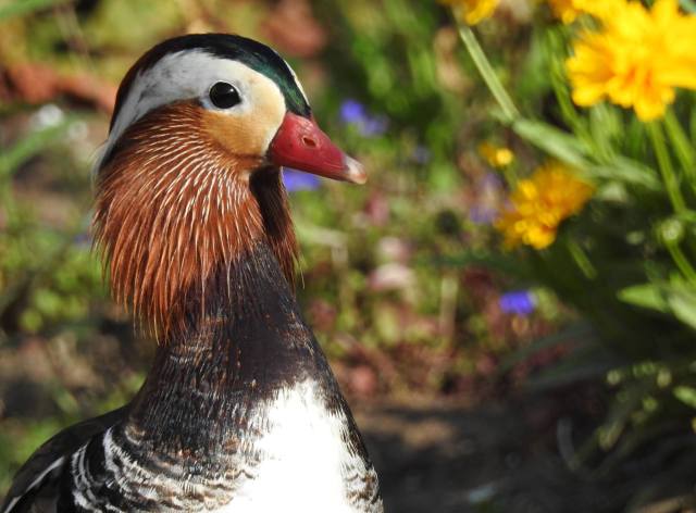 13227357_10154231723129801_5933990455779536076_o