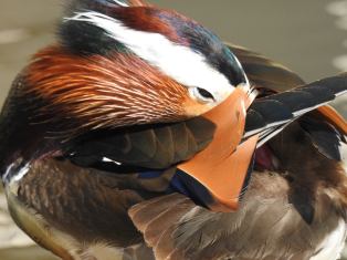 13227480_10154231722809801_7586279500823125506_o