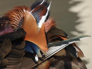 13248492_10154231722639801_3650898093572883244_o