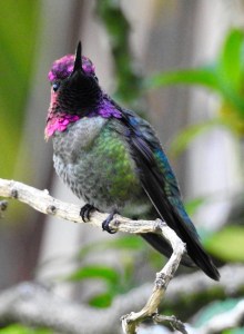 13268597_10154231731414801_5445847437121393471_ocrop