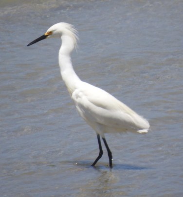 13474999_10154297087559801_7825181873092164797_o-1-copy