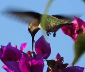 13490703_10154329110574801_6203854158223270792_o