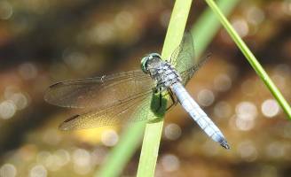 13528197_10154321924924801_5424758412293787318_o