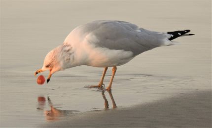 15732283_10154905958864801_1131904166543518955_o