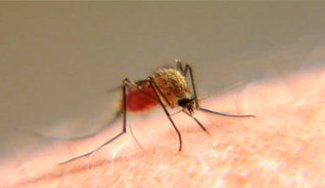 226524_25883934800_7650_n - Copy